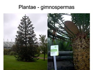 Plantae - gimnospermas  