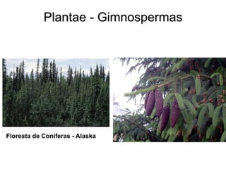 Plantae - Gimnospermas 
Floresta de Coníferas - Alaska  