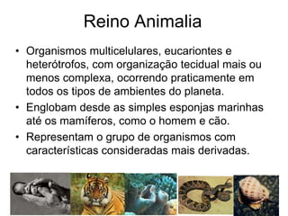 Reino Animalia 
•Organismos multicelulares, eucariontes e heterótrofos, com organização tecidual mais ou menos complexa, ocorrendo praticamente em todos os tipos de ambientes do planeta. 
•Englobam desde as simples esponjas marinhas até os mamíferos, como o homem e cão. 
•Representam o grupo de organismos com características consideradas mais derivadas.  