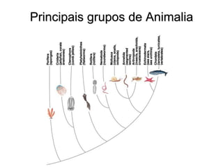 Principais grupos de Animalia  