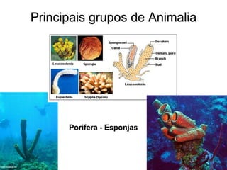 Principais grupos de Animalia 
Porifera - Esponjas  