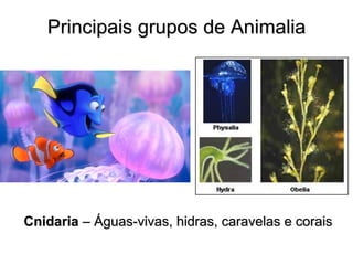 Principais grupos de Animalia 
Cnidaria – Águas-vivas, hidras, caravelas e corais  