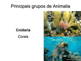 Principais grupos de Animalia 
Cnidaria Corais  