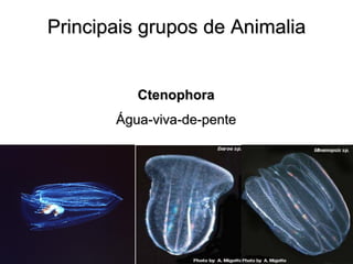 Principais grupos de Animalia 
Ctenophora Água-viva-de-pente  