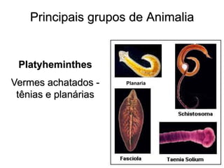 Principais grupos de Animalia 
Platyheminthes Vermes achatados - tênias e planárias 
Planaria  