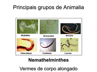 Principais grupos de Animalia 
Nemathelminthes Vermes de corpo alongado  