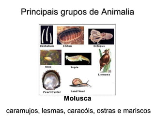 Principais grupos de Animalia 
Molusca caramujos, lesmas, caracóis, ostras e mariscos  