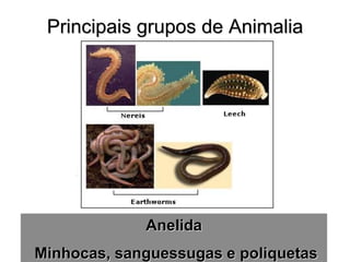 Principais grupos de Animalia 
Anelida Minhocas, sanguessugas e poliquetas  
