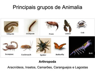Principais grupos de Animalia 
Arthropoda Aracnídeos, Insetos, Camarões, Caranguejos e Lagostas 
Krill  