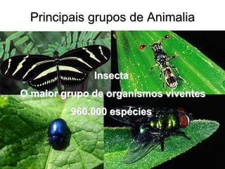 Principais grupos de Animalia 
Insecta O maior grupo de organismos viventes 960.000 espécies  