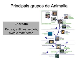 Principais grupos de Animalia 
Chordata Peixes, anfíbios, répteis, aves e mamíferos  