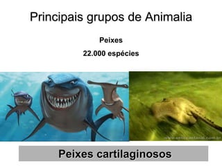 Principais grupos de Animalia 
Peixes cartilaginosos 
Peixes 22.000 espécies  