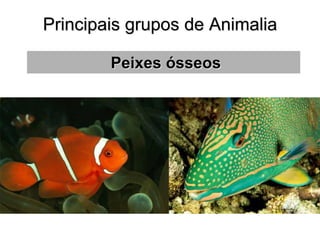 Principais grupos de Animalia 
Peixes ósseos  