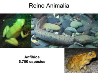Reino Animalia 
Anfíbios 5.700 espécies  
