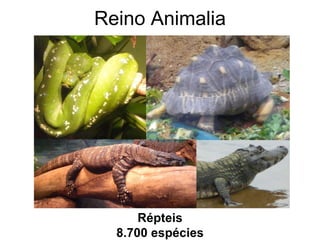 Reino Animalia 
Répteis 8.700 espécies  