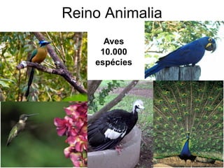 Reino Animalia 
Aves 10.000 espécies  