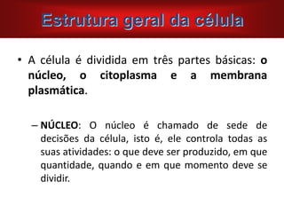 • A célula é dividida em três partes básicas: o
núcleo, o citoplasma e a membrana
plasmática.
– NÚCLEO: O núcleo é chamado de sede de
decisões da célula, isto é, ele controla todas as
suas atividades: o que deve ser produzido, em que
quantidade, quando e em que momento deve se
dividir.
Estrutura geral da célula
 