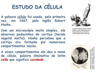 A palavra célula foi usada, pela primeira
vez, em 1667, pelo inglês Robert
Hooke.
Com um microscópio muito simples, ele
observou pedacinhos de cortiça (tecido
vegetal morto). Hooke percebeu que a
cortiça era formada por numerosos
compartimentos vazios.
A esses compartimentos ele deu o nome
de célula, palavra diminutiva do latim
cella que significa cavidade.
ESTUDO DA CÉLULA
Imagem: Microscópiode Robert
Hooke / Autor Desconhecido /
Disponibilizado por Maksim /
United States Public Domain.
Imagem:Subercellsandmimosa
leaves,Micrographia,1665/Robert
Hooke/UnitedStatesPublicDomain.
 