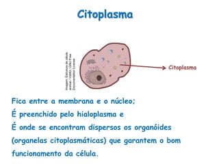 Fica entre a membrana e o núcleo;
É preenchido pelo hialoplasma e
É onde se encontram dispersos os organóides
(organelas citoplasmáticas) que garantem o bom
funcionamento da célula.
Citoplasma
Citoplasma
CitoplasmaImagem:Estruturadecélula
animal/Vzb83/GNUFree
DocumentationLicense.
 