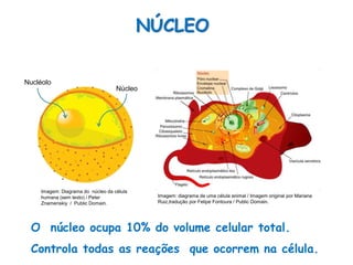 O núcleo ocupa 10% do volume celular total.
Controla todas as reações que ocorrem na célula.
NÚCLEO
Núcleo
Nucléolo
Imagem: Diagrama do núcleo da célula
humana (sem texto) / Peter
Znamenskiy / Public Domain.
Imagem: diagrama de uma célula animal / Imagem original por Mariana
Ruiz,tradução por Felipe Fontoura / Public Domain.
 