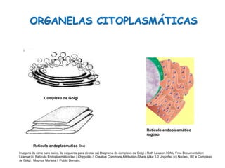 ORGANELAS CITOPLASMÁTICAS
Ciências, 8º Série
Características gerais da célula e suas estruturas
Retículo endoplasmático
rugoso
Retículo endoplasmático liso
Complexo de Golgi
Imagens de cima para baixo, da esquerda para direita: (a) Diagrama do complexo de Golgi / Ruth Lawson / GNU Free Documentation
License (b) Retículo Endoplasmático liso / Chippolito / Creative Commons Attribution-Share Alike 3.0 Unported (c) Núcleo , RE e Complexo
de Golgi / Magnus Manske / Public Domain.
 