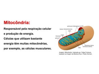 Mitocôndria:
Responsável pela respiração celular
e produção de energia.
Células que utilizam bastante
energia têm muitas mitocôndrias,
por exemplo, as células musculares.
Imagem: Mitocôndria / tradução por Felipe Fontoura,
baseado na imagem de Mariana Ruiz / Public Domain.
 