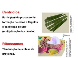 Centríolos:
Participam do processo de
formação de cílios e flagelos
e da divisão celular
(multiplicação das células).
Ribossomos
Têm função de síntese de
proteínas.
Ribossomo
Imagem:Diagramadeumacélula
animal/MesserWolande
Szczepan1990modificadoporsmartse
/GNUFreeDocumentationLicenseImagem:Vistatridimensionaldeum
centríolo/Twooars/GNUFree
DocumentationLicense.
 