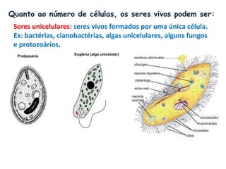 Quanto ao número de células, os seres vivos podem ser:
Seres unicelulares: seres vivos formados por uma única célula.
Ex: bactérias, cianobactérias, algas unicelulares, alguns fungos
e protozoários.
Protozoário Euglena (alga unicelular)
 