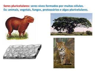 Seres pluricelulares: seres vivos formados por muitas células.
Ex: animais, vegetais, fungos, protozoários e algas pluricelulares.
 