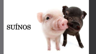 SUÍNOS
 