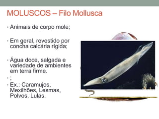 MOLUSCOS – Filo Mollusca 
• Animais de corpo mole; 
• Em geral, revestido por 
concha calcária rígida; 
• Água doce, salgada e 
variedade de ambientes 
em terra firme. 
• ; 
• Ex.: Caramujos, 
Mexilhões, Lesmas, 
Polvos, Lulas. 
 
