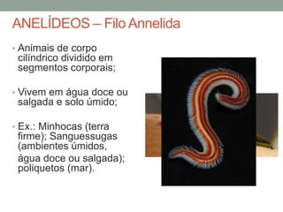 ANELÍDEOS – Filo Annelida 
• Animais de corpo 
cilíndrico dividido em 
segmentos corporais; 
• Vivem em água doce ou 
salgada e solo úmido; 
• Ex.: Minhocas (terra 
firme); Sanguessugas 
(ambientes úmidos, 
água doce ou salgada); 
poliquetos (mar). 
 