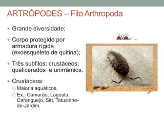ARTRÓPODES – Filo Arthropoda 
 Grande diversidade; 
 Corpo protegido por 
armadura rígida 
(exoesqueleto de quitina); 
 Três subfilos: crustáceos, 
quelicerados e unirrâmios. 
 Crustáceos: 
 Maioria aquáticos. 
 Ex.: Camarão, Lagosta, 
Caranguejo, Siri, Tatuzinho-de- 
Jardim. 
 