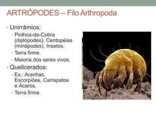 ARTRÓPODES – Filo Arthropoda 
• Unirrâmios: 
• Piolhos-de-Cobra 
(diplópodes), Centopéias 
(miriápodes), Insetos. 
• Terra firme. 
• Maioria dos seres vivos. 
• Quelicerados: 
• Ex.: Aranhas, 
Escorpiões, Carrapatos 
e Ácaros. 
• Terra firme. 
 