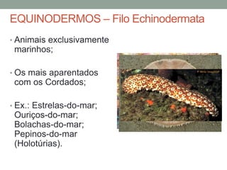 EQUINODERMOS – Filo Echinodermata 
• Animais exclusivamente 
marinhos; 
• Os mais aparentados 
com os Cordados; 
• Ex.: Estrelas-do-mar; 
Ouriços-do-mar; 
Bolachas-do-mar; 
Pepinos-do-mar 
(Holotúrias). 
 