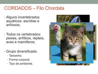 CORDADOS – Filo Chordata 
• Alguns invertebrados 
aquáticos: ascídias e 
anfioxos; 
• Todos os vertebrados: 
peixes, anfíbios, répteis, 
aves e mamíferos; 
• Grupo diversificado. 
• Tamanho. 
• Forma corporal. 
• Tipo de ambiente. 
 