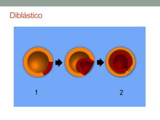 Diblástico 
 