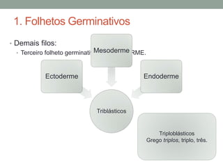 1. Folhetos Germinativos 
• Demais filos: 
• Terceiro folheto germinativo – MESODERME. 
Triploblásticos 
Grego triplos, triplo, três. 
Triblásticos 
Ectoderme 
Mesoderme 
Endoderme 
 