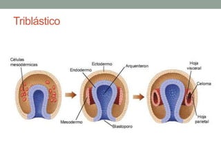 Triblástico 
 