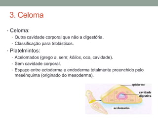 3. Celoma 
• Celoma: 
• Outra cavidade corporal que não a digestória. 
• Classificação para triblásticos. 
• Platelmintos: 
• Acelomados (grego a, sem; kôilos, oco, cavidade). 
• Sem cavidade corporal. 
• Espaço entre ectoderma e endoderma totalmente preenchido pelo 
mesênquima (originado do mesoderma). 
 