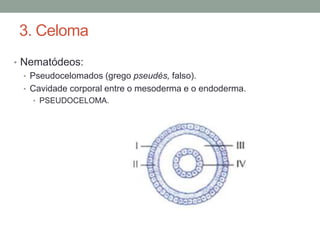3. Celoma 
• Nematódeos: 
• Pseudocelomados (grego pseudés, falso). 
• Cavidade corporal entre o mesoderma e o endoderma. 
• PSEUDOCELOMA. 
 