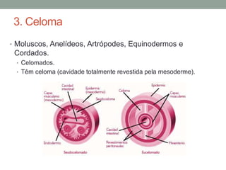 3. Celoma 
• Moluscos, Anelídeos, Artrópodes, Equinodermos e 
Cordados. 
• Celomados. 
• Têm celoma (cavidade totalmente revestida pela mesoderme). 
 