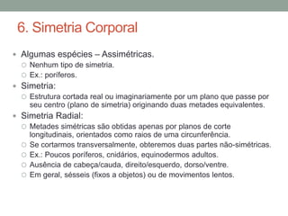 6. Simetria Corporal 
 Algumas espécies – Assimétricas. 
 Nenhum tipo de simetria. 
 Ex.: poríferos. 
 Simetria: 
 Estrutura cortada real ou imaginariamente por um plano que passe por 
seu centro (plano de simetria) originando duas metades equivalentes. 
 Simetria Radial: 
 Metades simétricas são obtidas apenas por planos de corte 
longitudinais, orientados como raios de uma circunferência. 
 Se cortarmos transversalmente, obteremos duas partes não-simétricas. 
 Ex.: Poucos poríferos, cnidários, equinodermos adultos. 
 Ausência de cabeça/cauda, direito/esquerdo, dorso/ventre. 
 Em geral, sésseis (fixos a objetos) ou de movimentos lentos. 
 