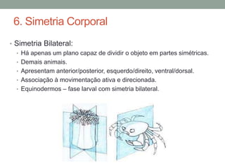 6. Simetria Corporal 
• Simetria Bilateral: 
• Há apenas um plano capaz de dividir o objeto em partes simétricas. 
• Demais animais. 
• Apresentam anterior/posterior, esquerdo/direito, ventral/dorsal. 
• Associação à movimentação ativa e direcionada. 
• Equinodermos – fase larval com simetria bilateral. 
