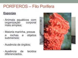PORÍFEROS – Filo Porifera 
Esponjas 
• Animais aquáticos com 
organização corporal 
mais simples; 
• Maioria marinha, presas 
a rochas e objetos 
submersos; 
• Ausência de órgãos; 
• Ausência de tecidos 
diferenciados. 
 