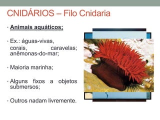 CNIDÁRIOS – Filo Cnidaria 
• Animais aquáticos; 
• Ex.: águas-vivas, 
corais, caravelas; 
anêmonas-do-mar; 
• Maioria marinha; 
• Alguns fixos a objetos 
submersos; 
• Outros nadam livremente. 
 