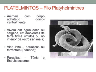 PLATELMINTOS – Filo Platyhelminthes 
 Animais com corpo 
achatado dorso-ventralmente; 
 Vivem em água doce ou 
salgada, em ambientes de 
terra firme úmidos ou no 
interior de outros animais; 
 Vida livre – aquáticas ou 
terrestres (Planária); 
 Parasitas – Tênia e 
Esquistossomo; 
 