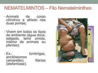 NEMATELMINTOS – Filo Nematelminthes 
• Animais de corpo 
cilíndrico e afilado nas 
duas pontas; 
• Vivem em todos os tipos 
de ambiente (água doce, 
salgada, terra úmida, 
interior de animais ou 
plantas); 
• Ex.: lombrigas, 
ancilóstomos 
(amarelão), filárias 
(elefantíase). 
 