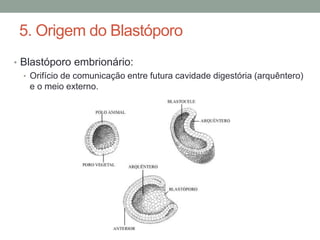 5. Origem do Blastóporo 
• Blastóporo embrionário: 
• Orifício de comunicação entre futura cavidade digestória (arquêntero...