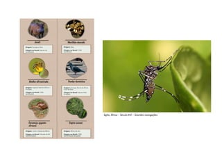 Egito, África – Século XVI – Grandes navegações
 